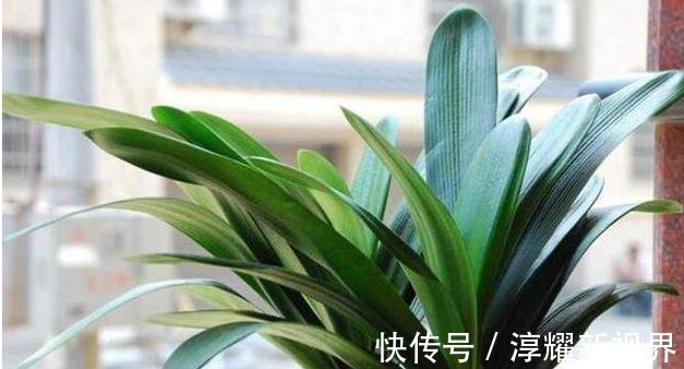 叶片|君子兰、长寿花、蟹爪兰总不开花，可能盆里缺点它，加一点就开花