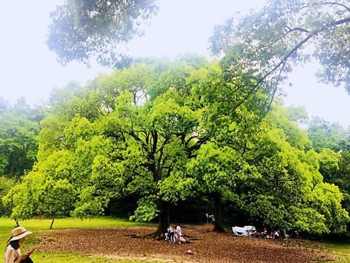 杭州春园首选之地，内有九个展览区和四个实验区，门票仅十元