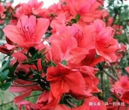 这三种花最适合放在阳台上，好看又耐活，阳台秒变后花园