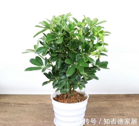花友|5种可以净化空气的花,一次养十盆都不嫌多,清新好看有益健康