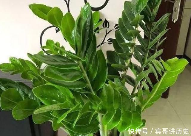 3种花就是“小盆命”,越“挤”长得越健康,不烂根长得旺