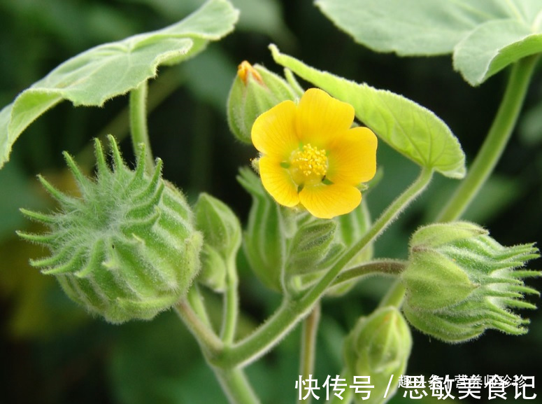 药用价值|若你在家乡有幸见到它们，请好好珍惜，药用价值极高，可遇不可求