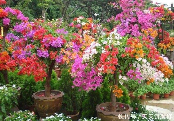 磷酸二氢钾|三角梅促花“小技巧”,让枝条猛增,越开花越有劲