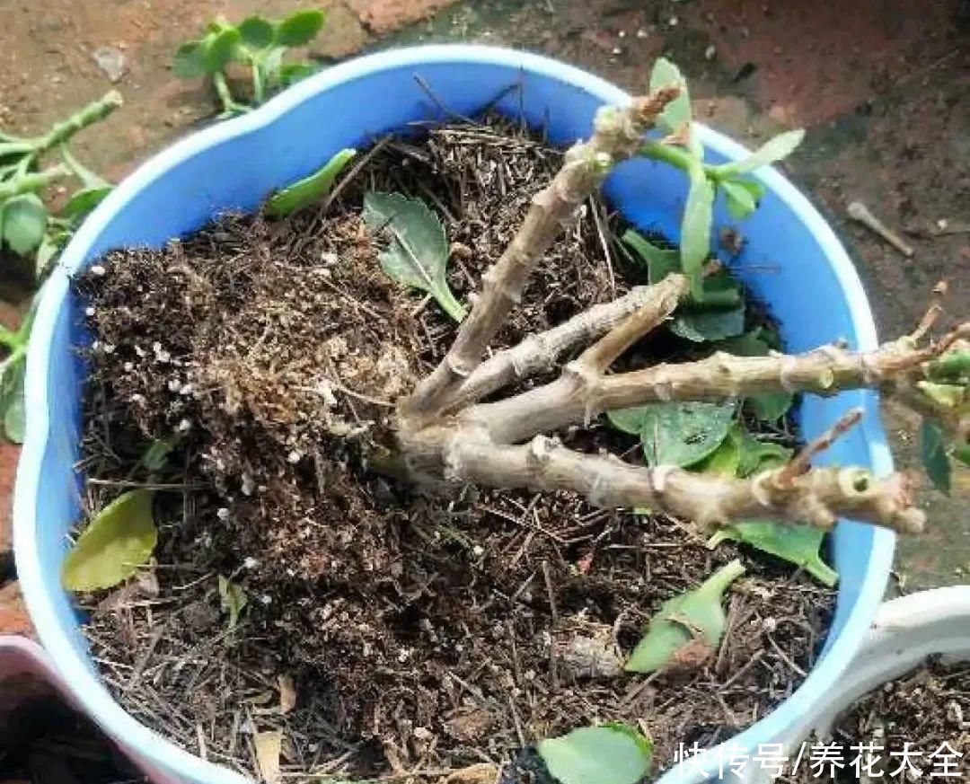 浇水|9种花,夏天休眠了,一定少浇水,否则越浇越死