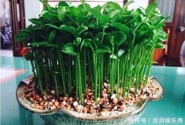 漂亮|以下8种水果的种子,随便一种就是漂亮的花卉盆景,比买的还漂亮