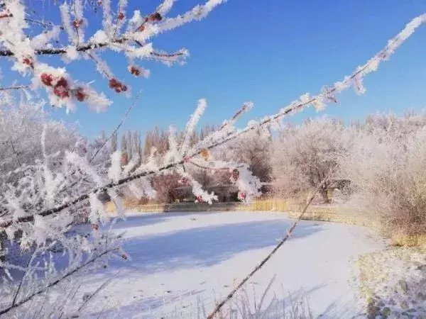  区税务局驻|大雪节气，想和你一起去看雪！一起，慢慢白了头~