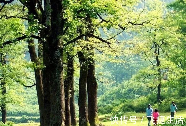 夏日|陆游诗词里的夏天 :柴扉昼掩竹林幽,坐使炎天变素秋