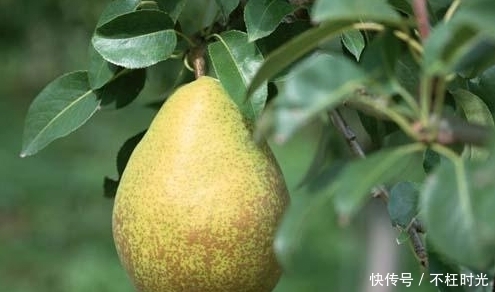 熬夜|农村人都不上火,因为他们知道有些水果一吃就好,你知道是哪些吗