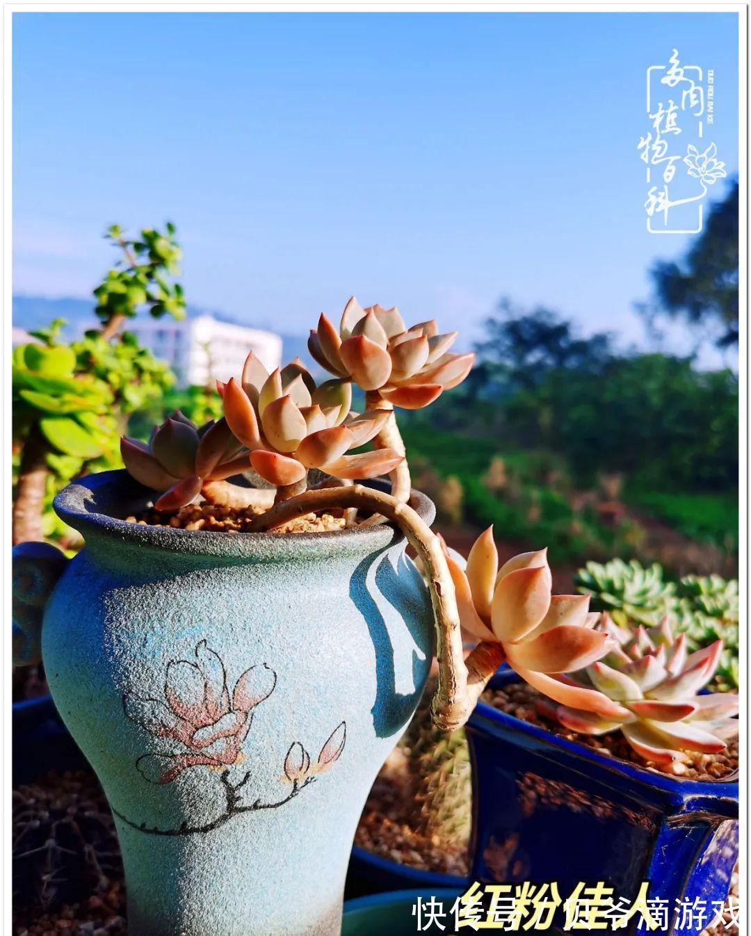 养多肉是喜欢，顺其自然是心境！