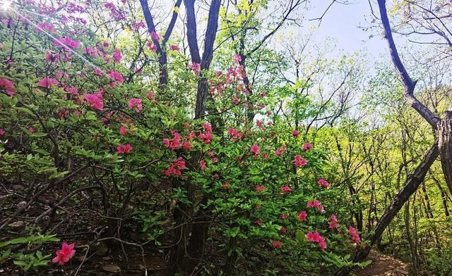 人间四月芳菲尽，万和杜鹃始盛开