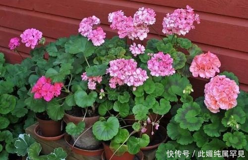 老花农养了3年天竺葵，春天多做三件事，阳台轻松变花园