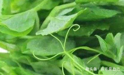 人到中年|人到中年,不妨坚持常吃的食物,燃烧脂肪,养护肌肤,早吃早健康