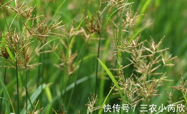 外表|农村一像牛筋草的野草，外表平平，根却价值很高