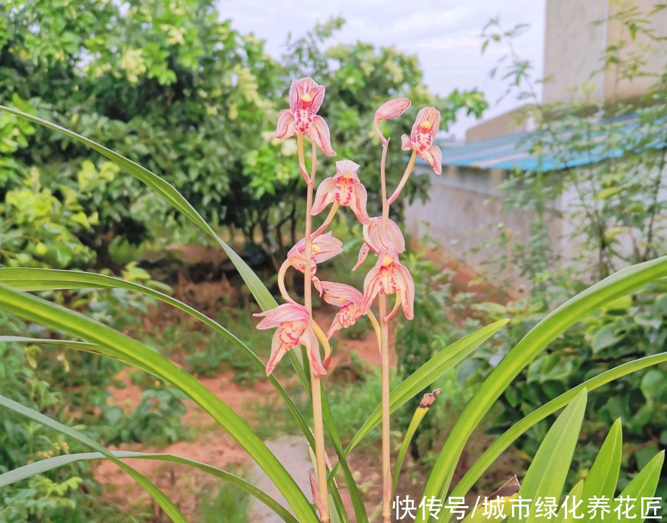 新芽|兰花的粗壮根为什么往天上长而不是往盆底扎？
