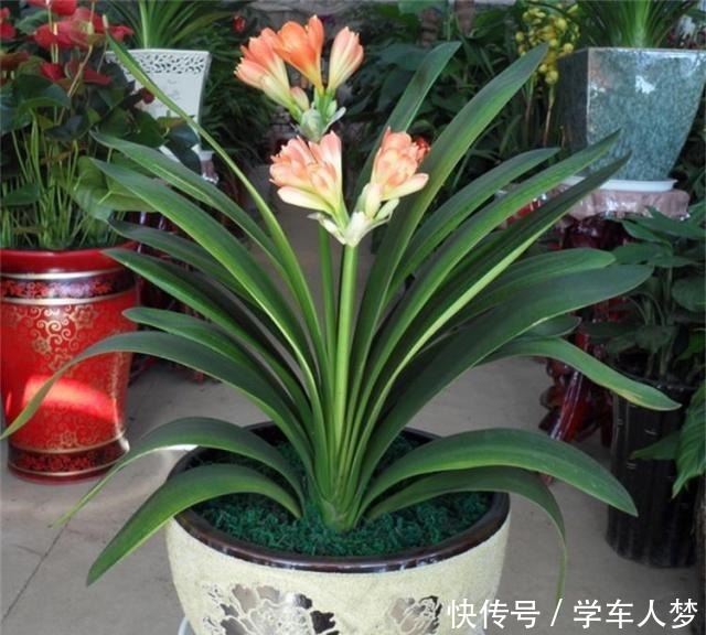 养君子兰别整那些虚的!这么养,叶片绿油油,一年开2次花!
