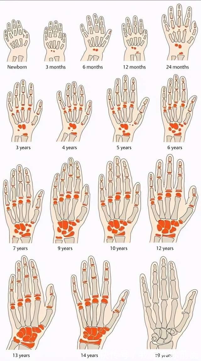 长高|孩子能不能长高,与骨龄有很大关系,要给孩子定期测量
