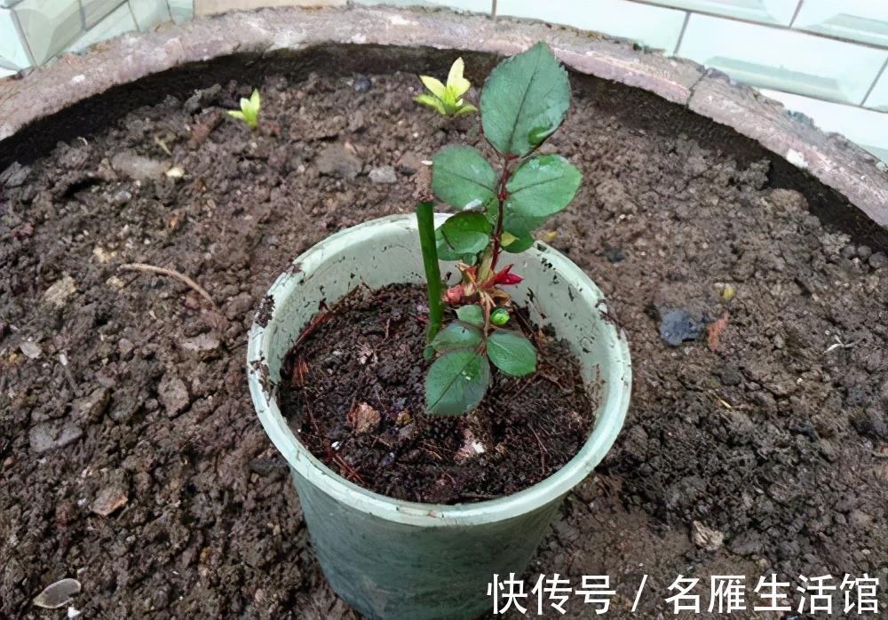枝条|3种漂亮花，夏天长势慢，扦插正当时，操作起来生根快