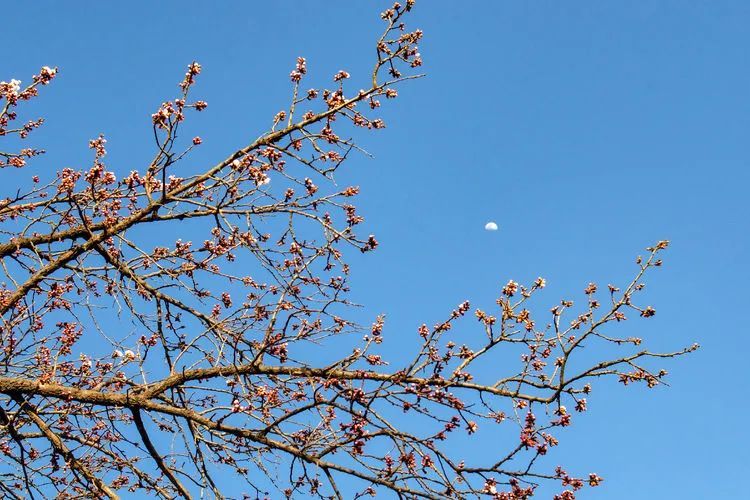 又是一年杏花开，趁着春日烂漫，一起去踏青赏花呀