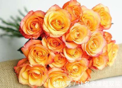 金辉玫瑰|喜欢菊花，不如养盆“精品玫瑰”金辉玫瑰，似少女裙沿，俏皮可爱