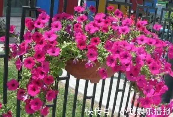 新手养花通病羡慕别人家牢记2个小常识,居家盆栽少犯错