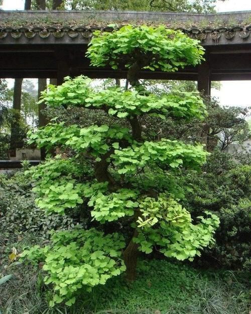 能养100年的花,养一盆成传家宝,越老越值钱!