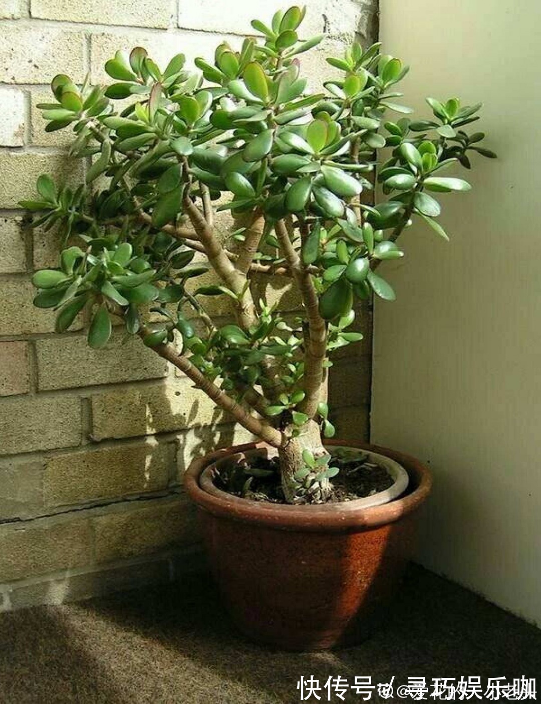 9种花特怕冷,低温浇水容易冻死,夜晚套袋子保暖