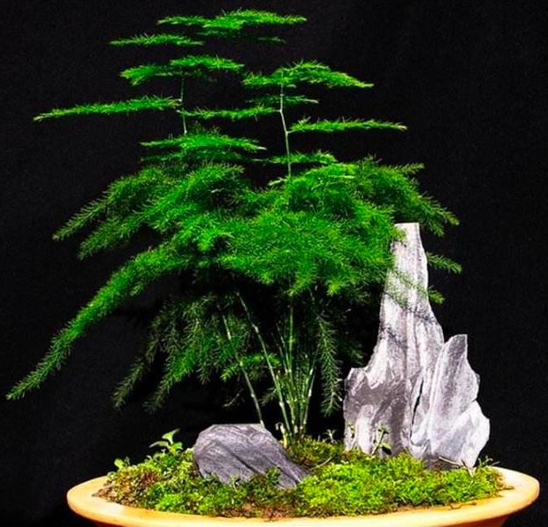 想要养好文竹,需要设置几条“红线”,越线就会枯萎,花友要注意