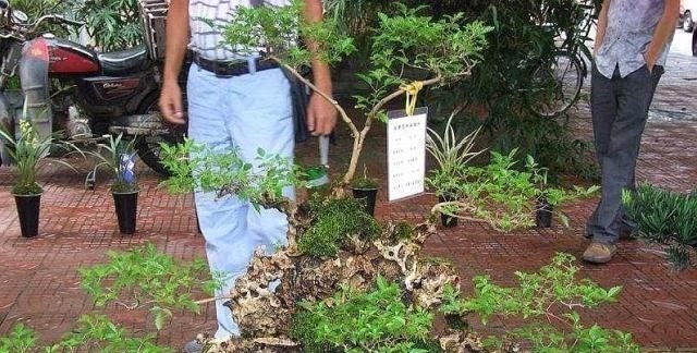 乡下一种“柴火木”,年年砍不绝,如今做成高档盆景,很受人欢迎