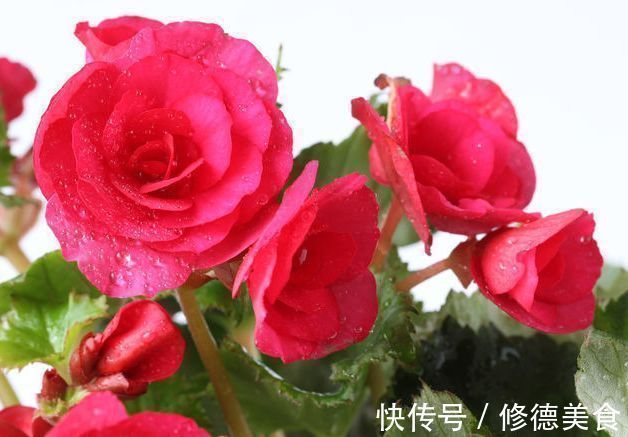 这些花朵超能开，现在入手照样能开爆盆，花朵美观又大气