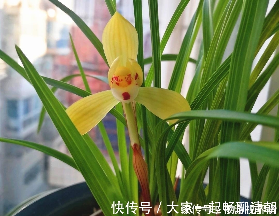 绿油|兰花夏季要断水,学会这样浇水,根系健壮,叶子绿油