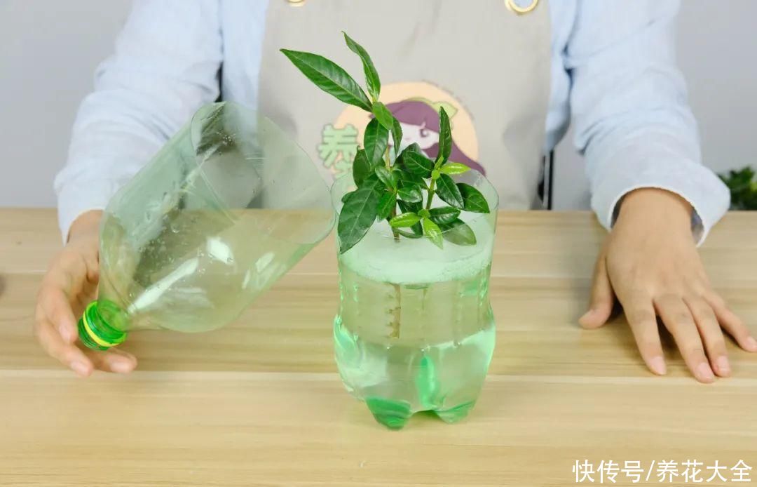 11种常见花，现在扦插，成活率特高