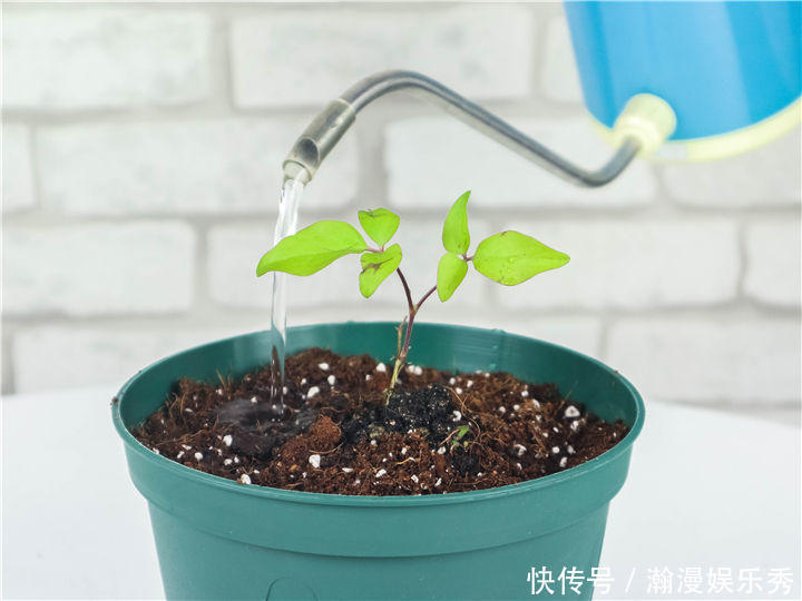 硬度|教你一些浇水的方法,从此浇花不再盲目,花长得又快又旺!