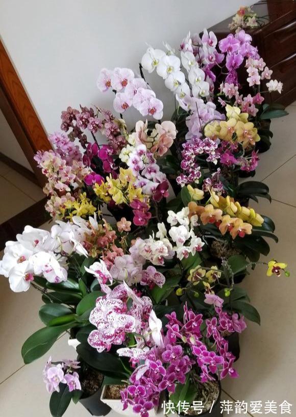 花盆|蝴蝶兰开败了？丢了就是扔钱，3个要点做好，来年蝴蝶花满屋