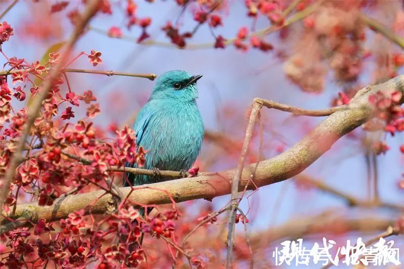 摄影|罕见！江苏惊现高颜值“蓝精灵”