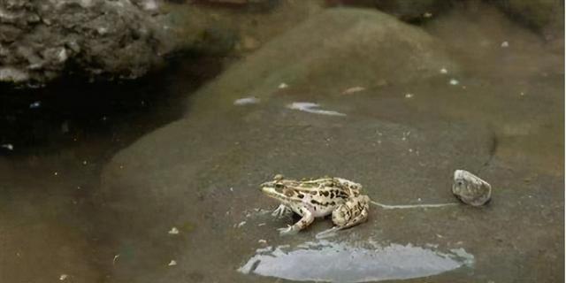 春夏|金基德:用春夏、秋、冬完美诠释生命、欲望、罪恶与救赎