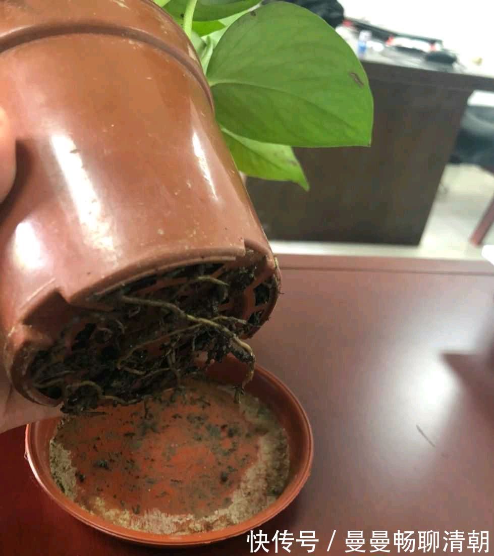 春季养绿萝,要注意“3点”,叶子更翠绿旺盛,容易爆盆