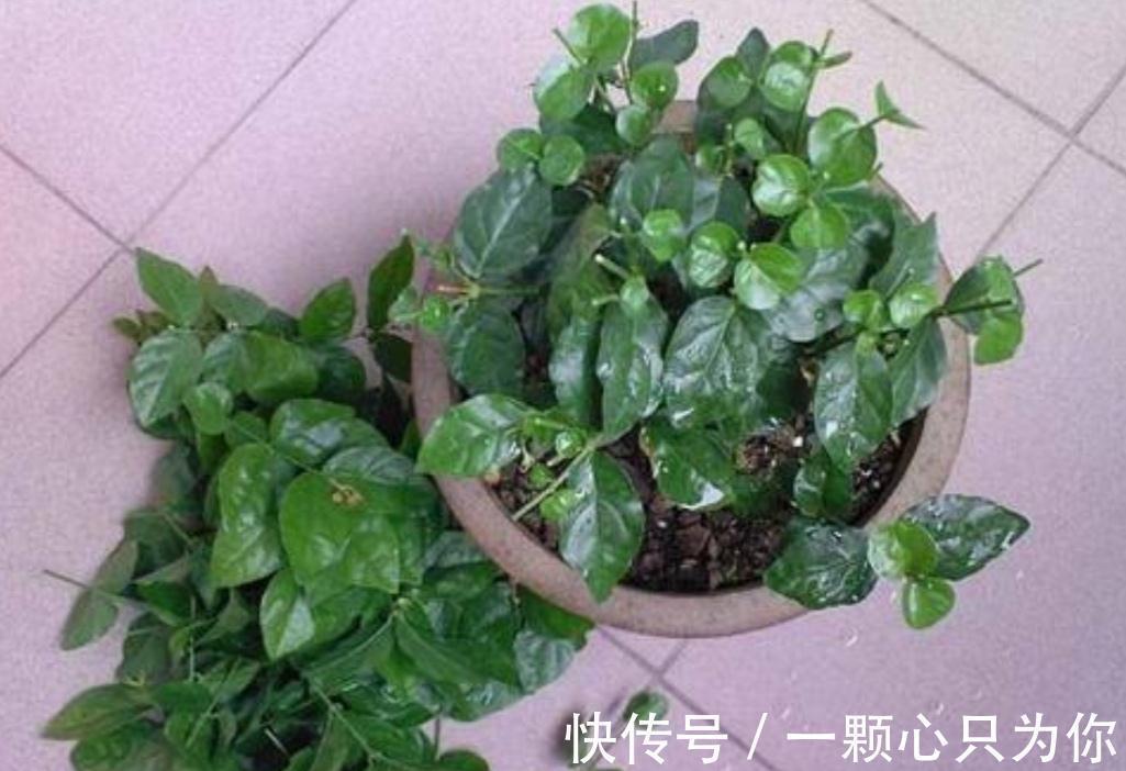 秋天养茉莉，3个“要点”要牢记，不然黄叶，落叶子，拖拉一米长