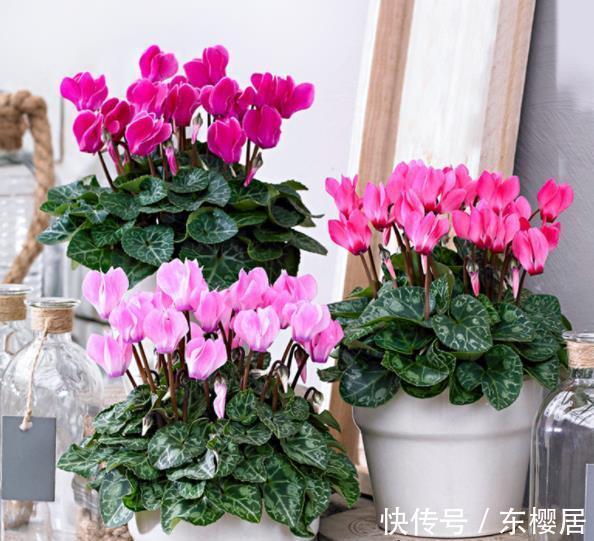 美极了|10种漂亮的年宵花，秋天养一盆正当时，绽放整个冬天，你养过几种