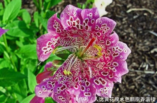 喜欢养护花卉,就选择花期长,花色艳,美丽漂亮能爆盆的5种花卉