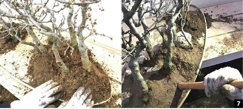 11株苗扎堆，不是柴火，而是一道苍山叠翠山水风光的水旱盆景！