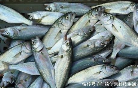去菜市场买鱼,专挑这4种,好吃还便宜,鱼店老板都夸你懂行