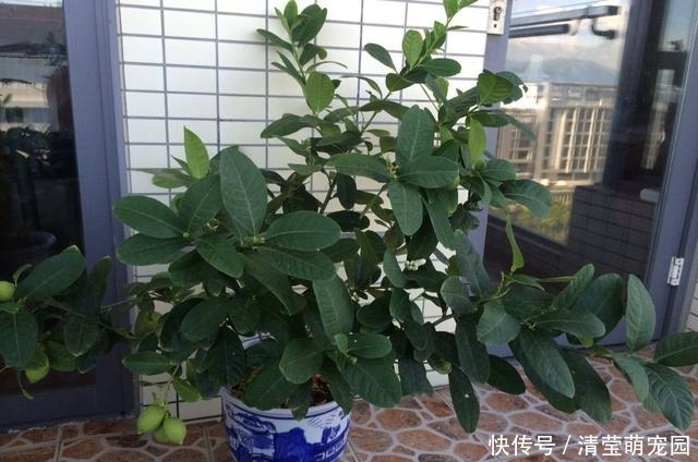 家里气味难闻,养3种绿植错不了,家里一整天都香喷喷