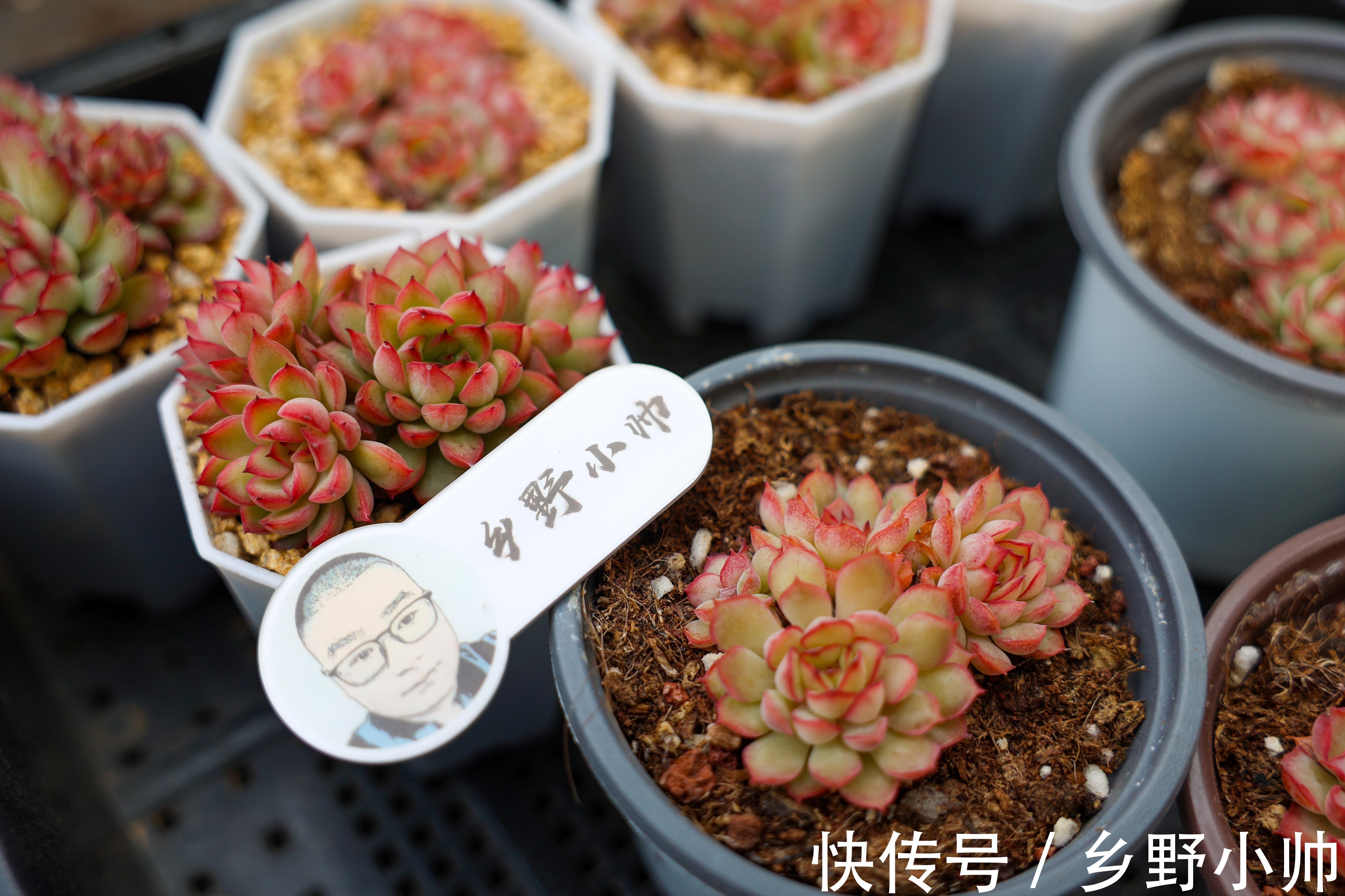 光照|多肉生长缓慢养不好?修好根系做好管理, 养肉其实很简单