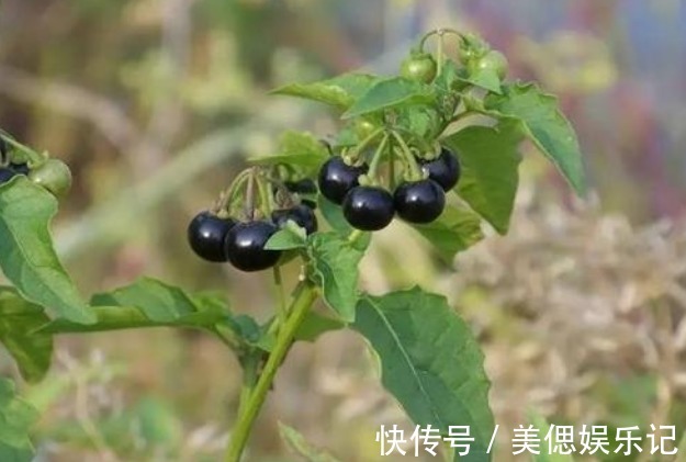 野草|农村人当成“野草”,城里人花钱买不找,遇到要找点回家