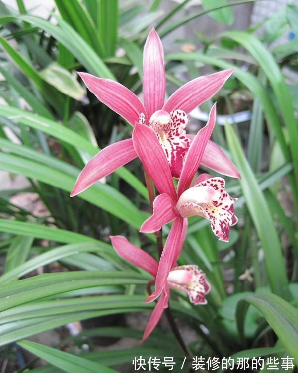 养花试试这几款,花很大,通常成群结队开放,是完美的玫瑰品种