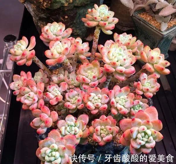 这些多肉肥厚艳丽,养成老桩更惊艳,关键是养护还很容易