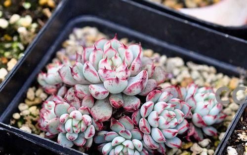 植株|这几种奶萌奶萌的治愈系小巧多肉,你家里有吗