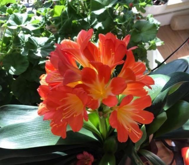 浇水|君子兰养养烂根了原来是“浇错水”惹的祸,教你浇水诀窍