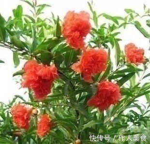 此“花树”比绿萝好养10倍,见土就活、浇水疯长,花朵又红又大