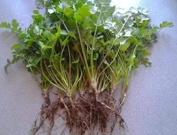 泡水|女性常喝“香菜根”泡水,三个好处主动上门,但3个事项要了解